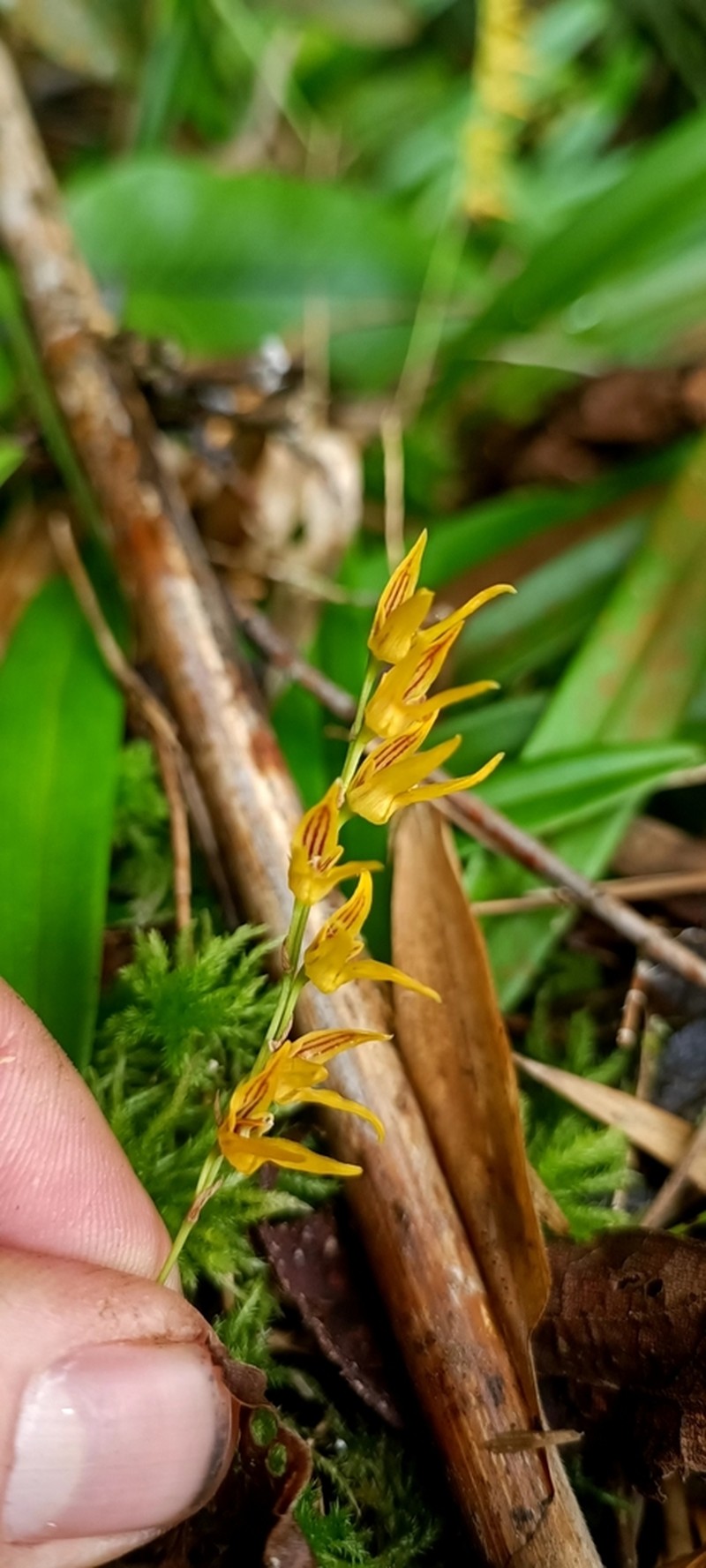 Bulbophyllum reptans photo 3