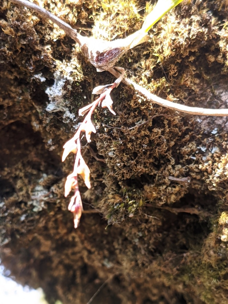 Bulbophyllum reptans photo 4