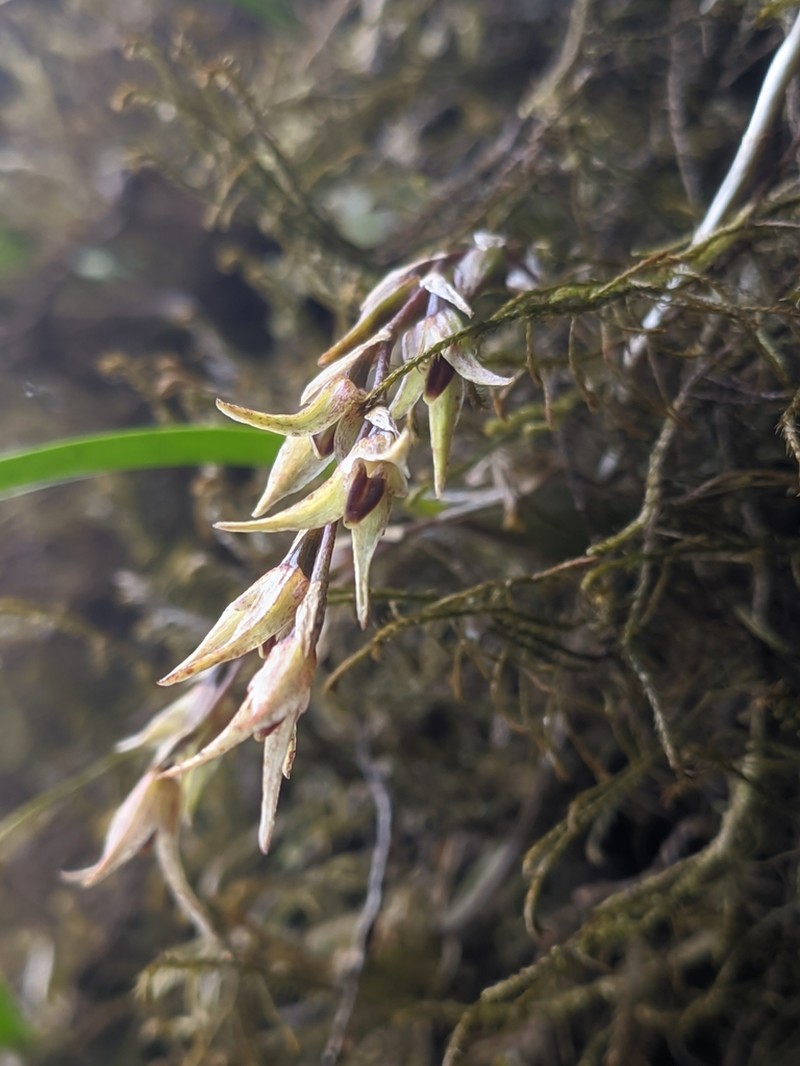 Bulbophyllum reptans photo 5