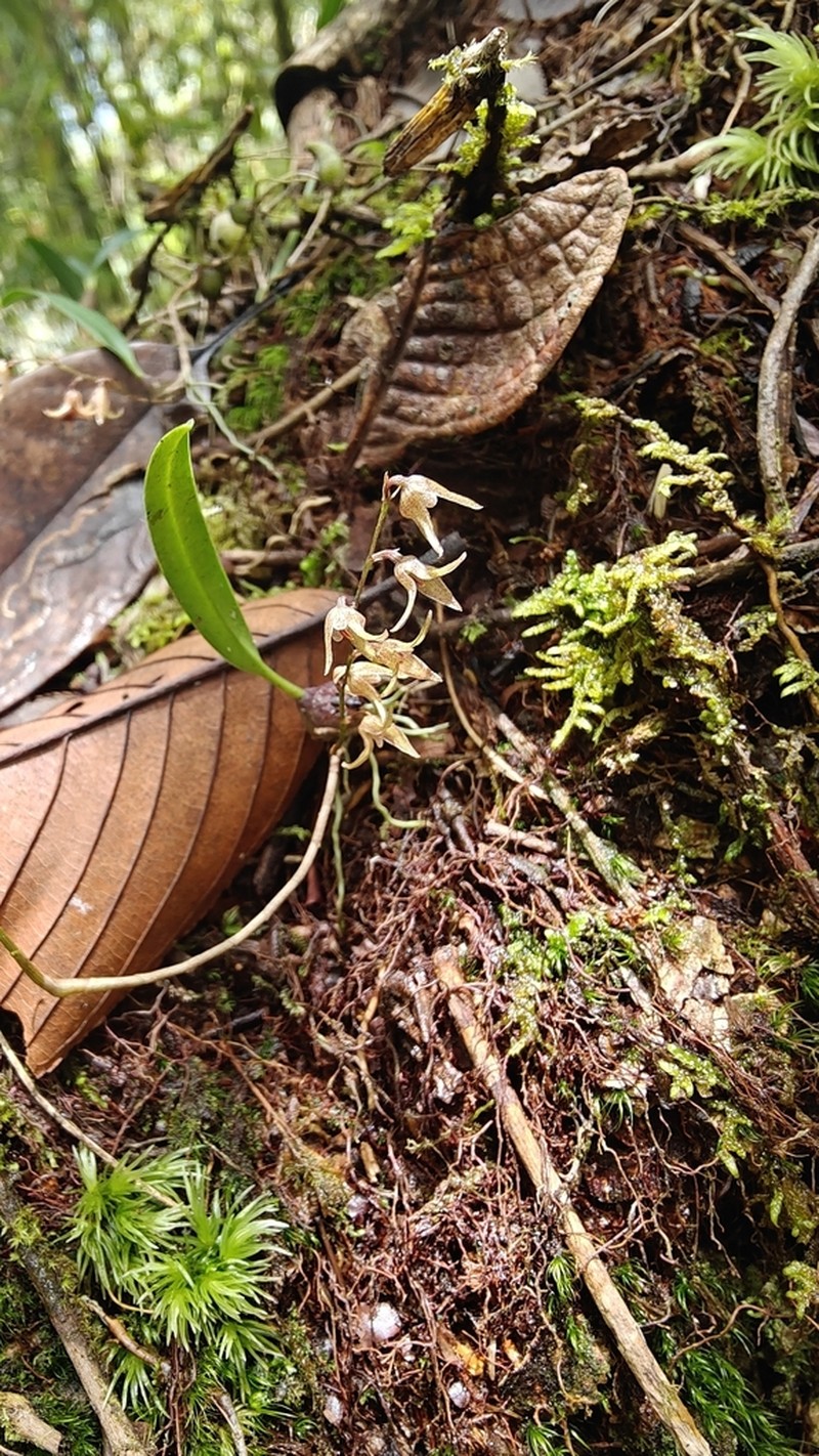 Bulbophyllum reptans photo 6