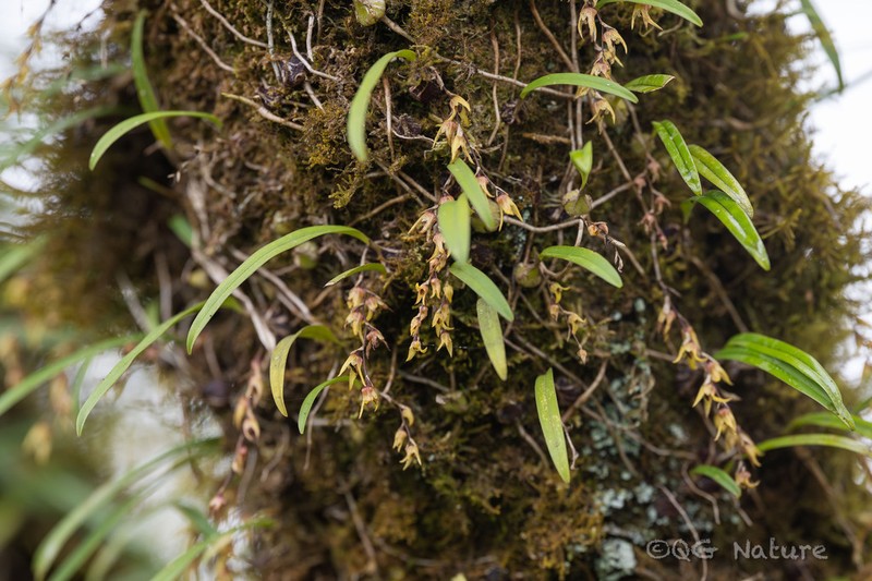 Bulbophyllum reptans photo 7