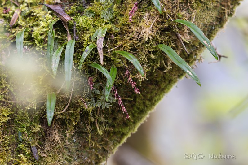 Bulbophyllum reptans photo 8