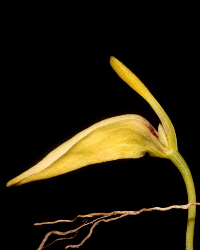 Bulbophyllum restrepia