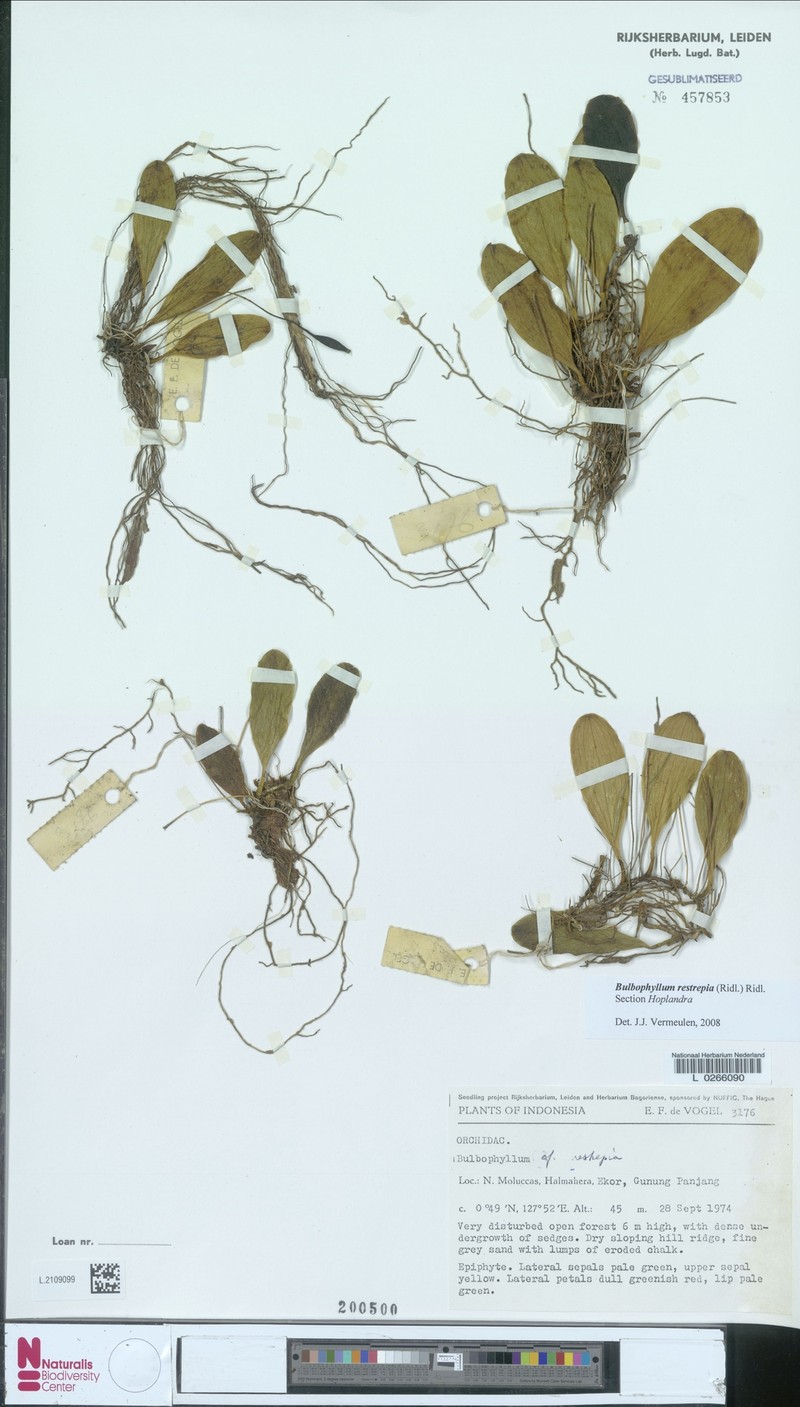 Bulbophyllum restrepia photo 2