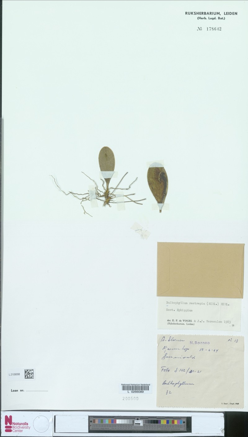 Bulbophyllum restrepia photo 3