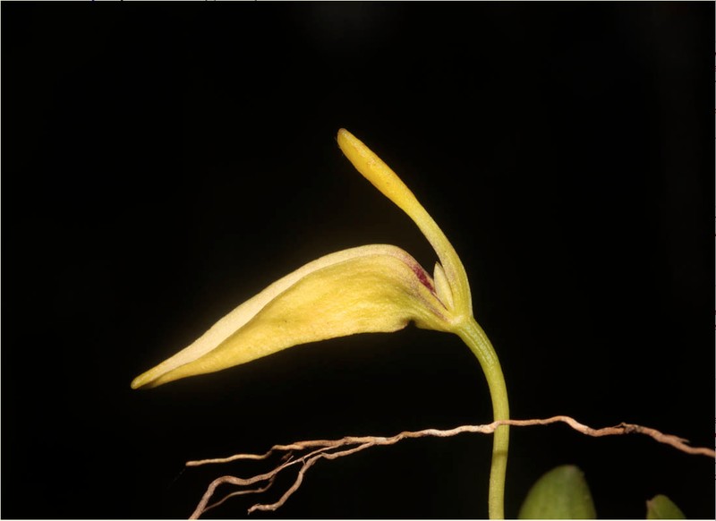 Bulbophyllum restrepia photo 6