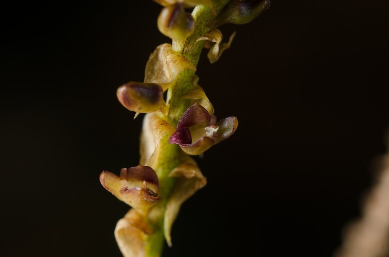 Bulbophyllum resupinatum