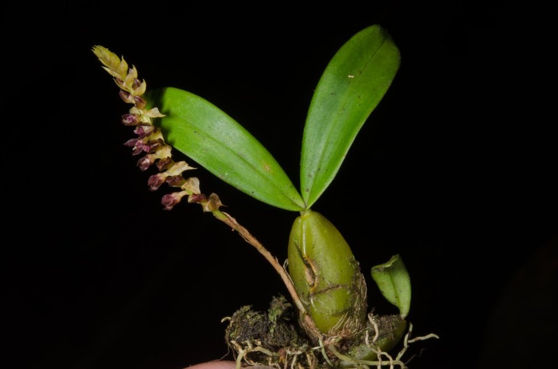 Bulbophyllum resupinatum photo 2
