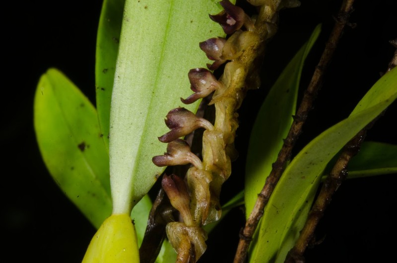 Bulbophyllum resupinatum photo 3