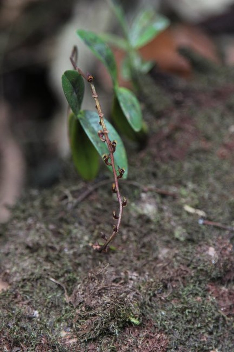 Bulbophyllum resupinatum var. filiforme