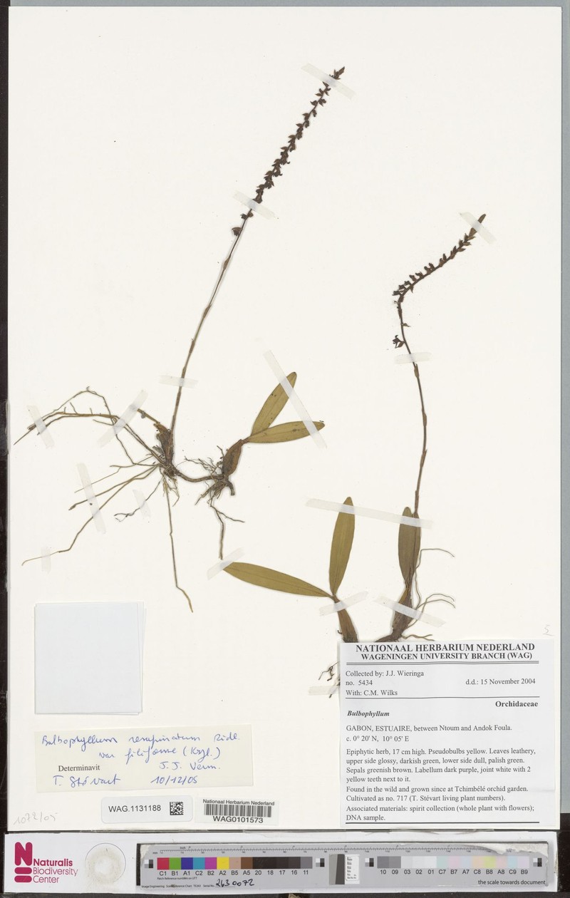 Bulbophyllum resupinatum var. filiforme photo 3