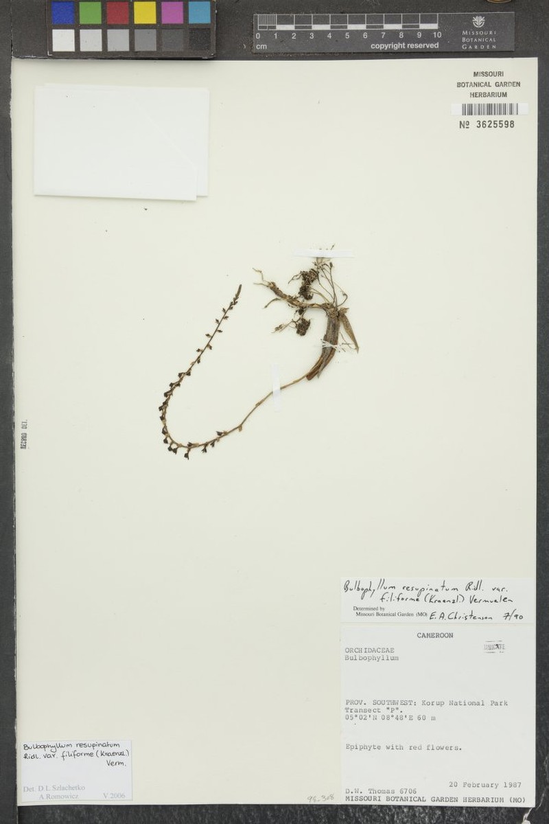 Bulbophyllum resupinatum var. filiforme photo 4