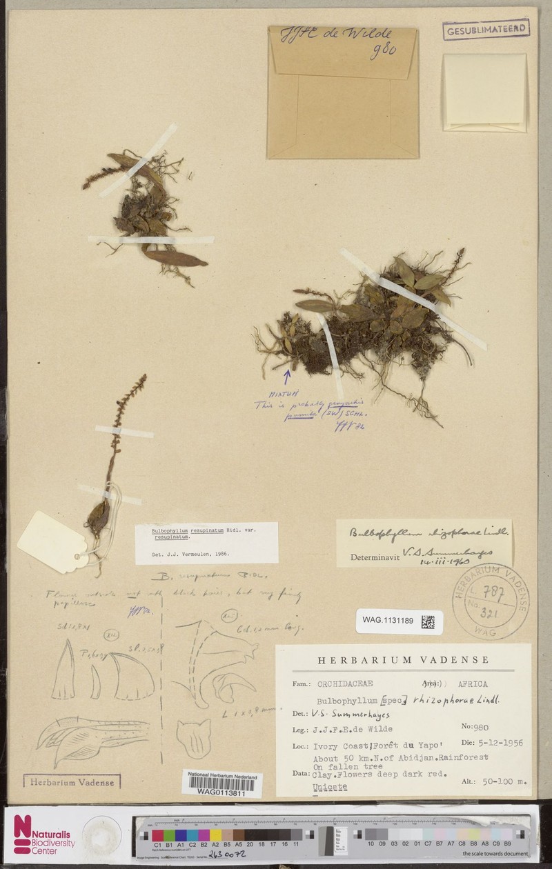 Bulbophyllum resupinatum var. resupinatum