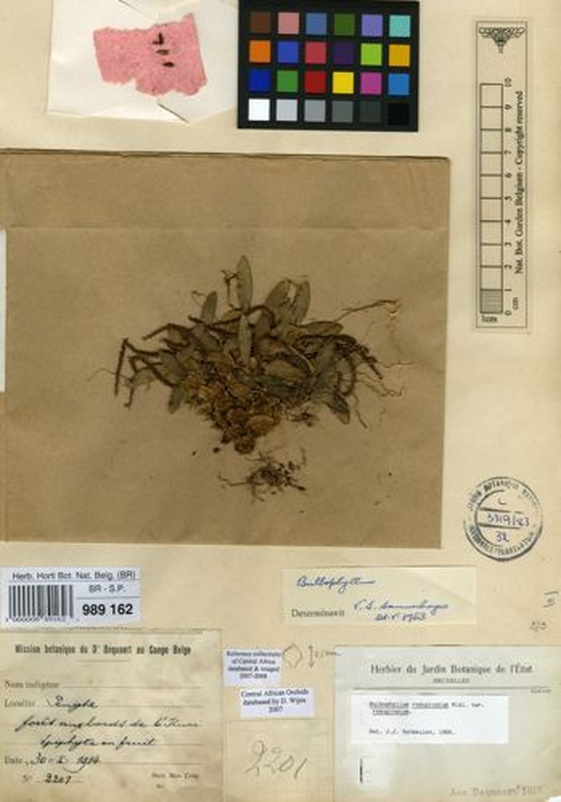 Bulbophyllum resupinatum var. resupinatum photo 2