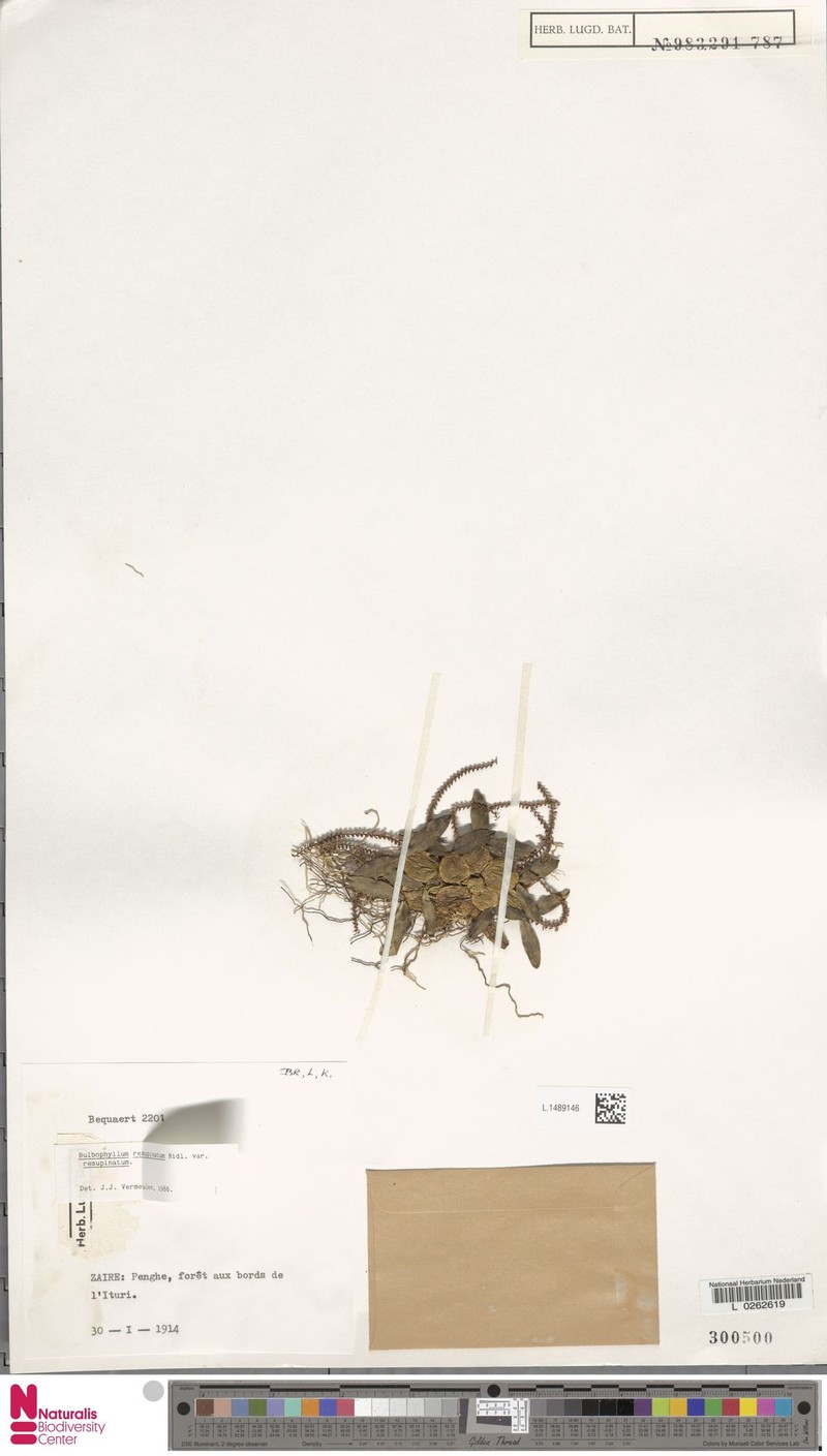 Bulbophyllum resupinatum var. resupinatum photo 3