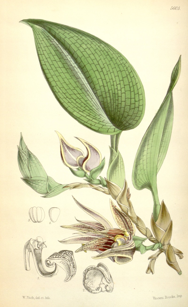 Bulbophyllum reticulatum