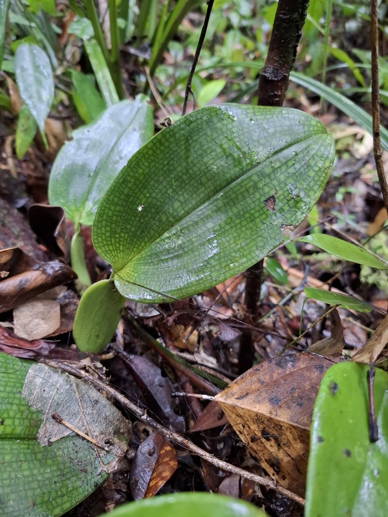 Bulbophyllum reticulatum photo 3