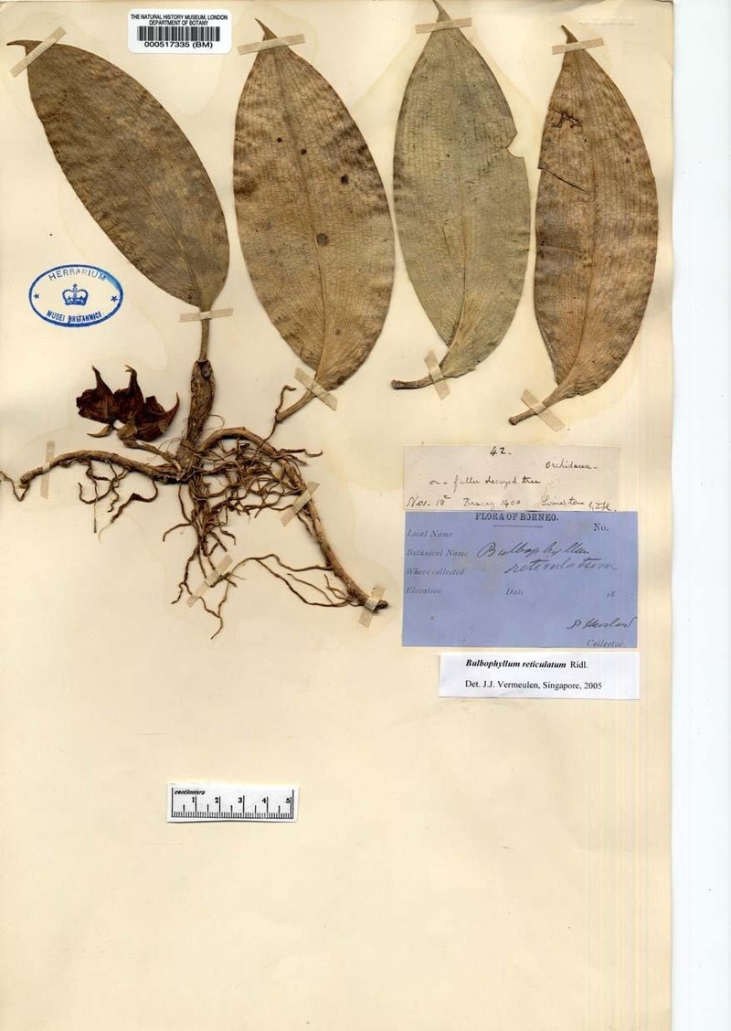Bulbophyllum reticulatum photo 4