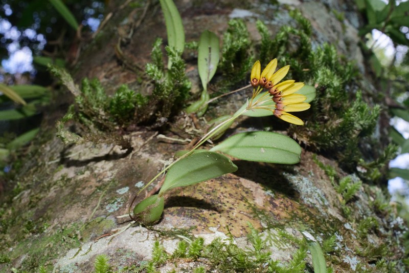Bulbophyllum retusiusculum