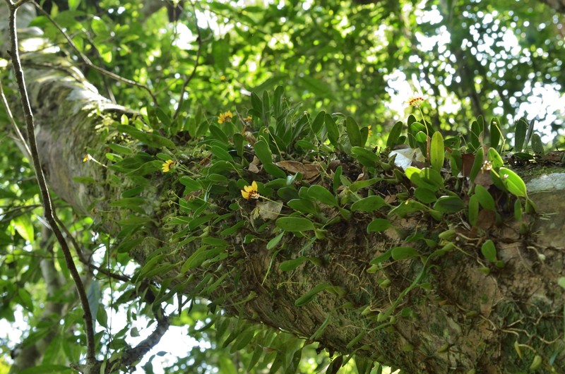 Bulbophyllum retusiusculum photo 2