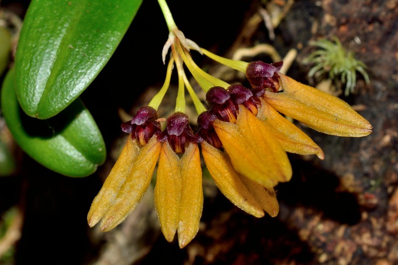 Bulbophyllum retusiusculum photo 3