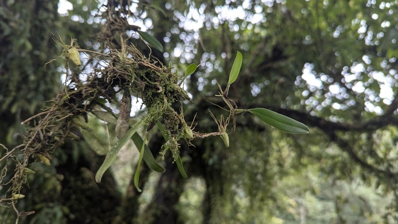 Bulbophyllum retusiusculum photo 5