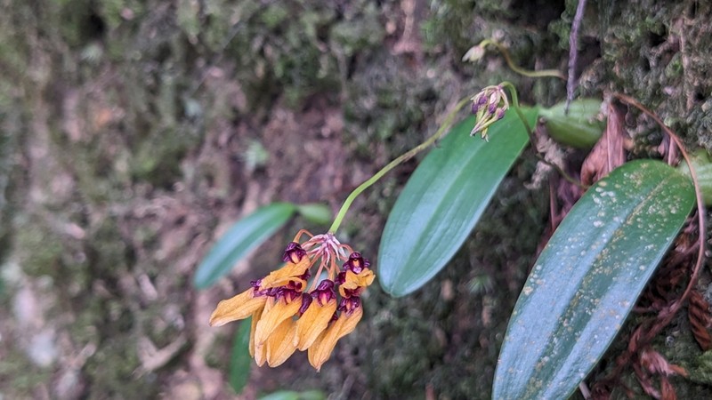 Bulbophyllum retusiusculum photo 6