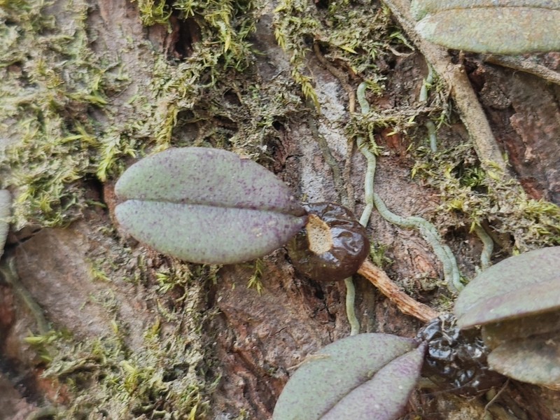 Bulbophyllum rheedei