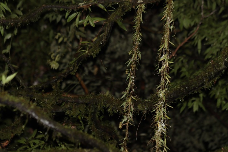 Bulbophyllum rhizomatosum