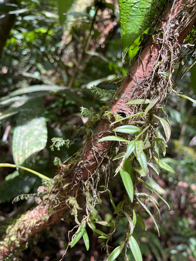 Bulbophyllum rhizomatosum photo 2