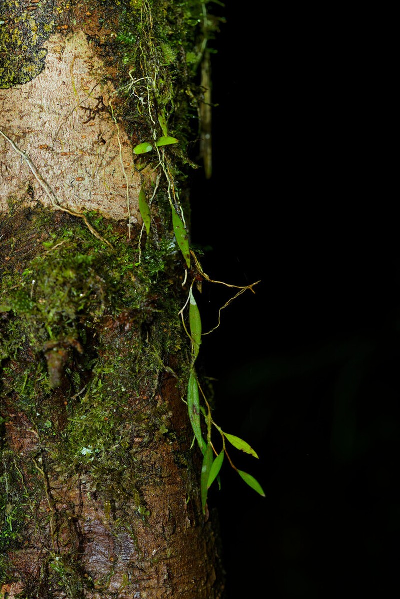 Bulbophyllum rhizomatosum photo 4