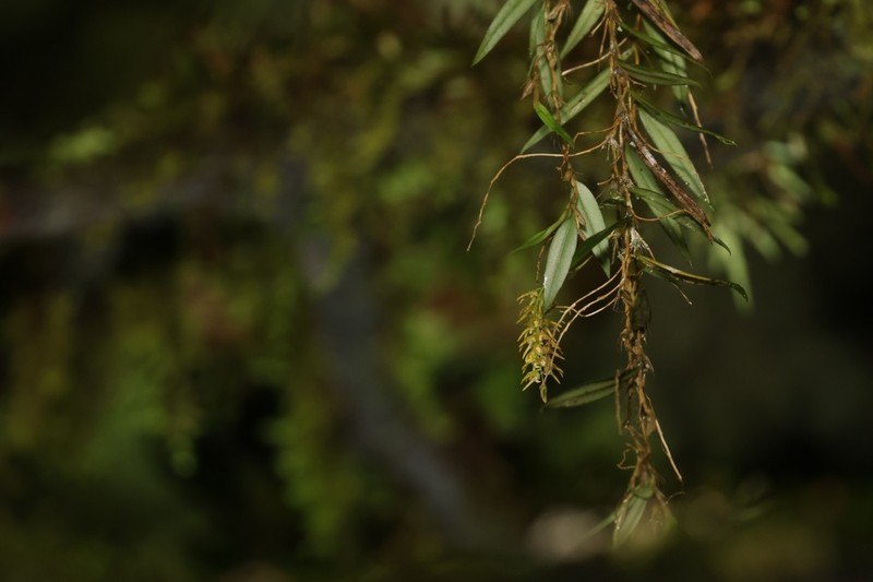 Bulbophyllum rhizomatosum photo 5