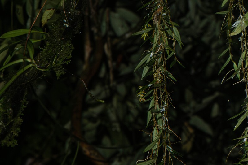 Bulbophyllum rhizomatosum photo 6