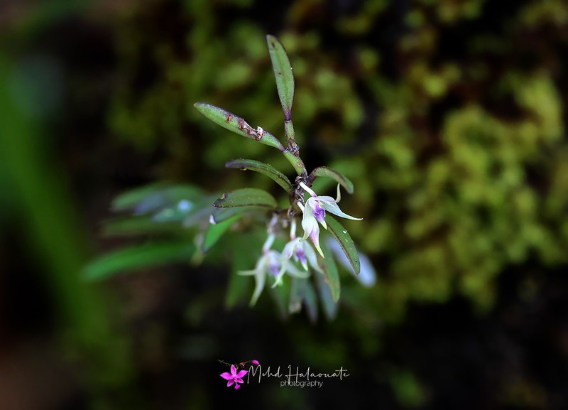 Bulbophyllum rhodoglossum photo 2