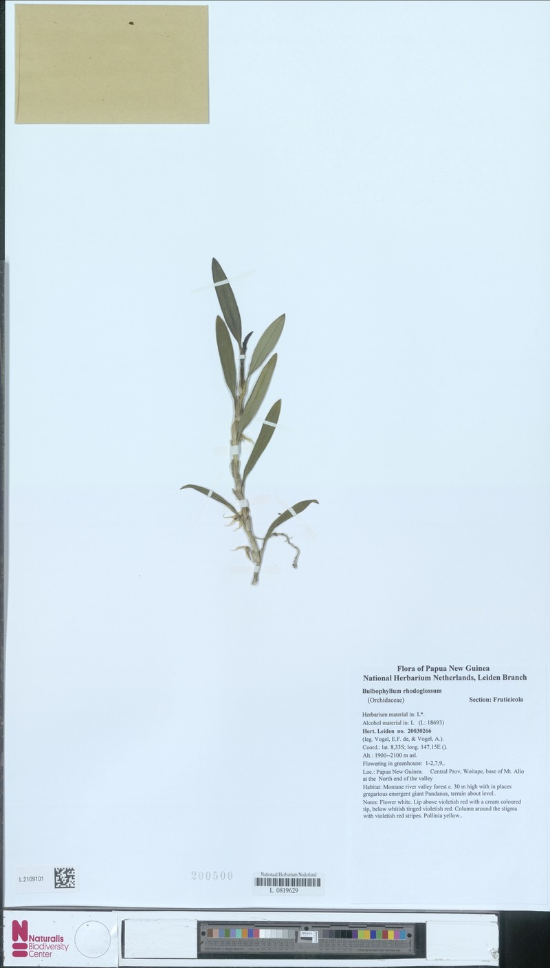 Bulbophyllum rhodoglossum photo 3