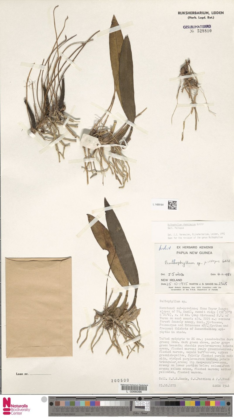 Bulbophyllum rhodoleucum