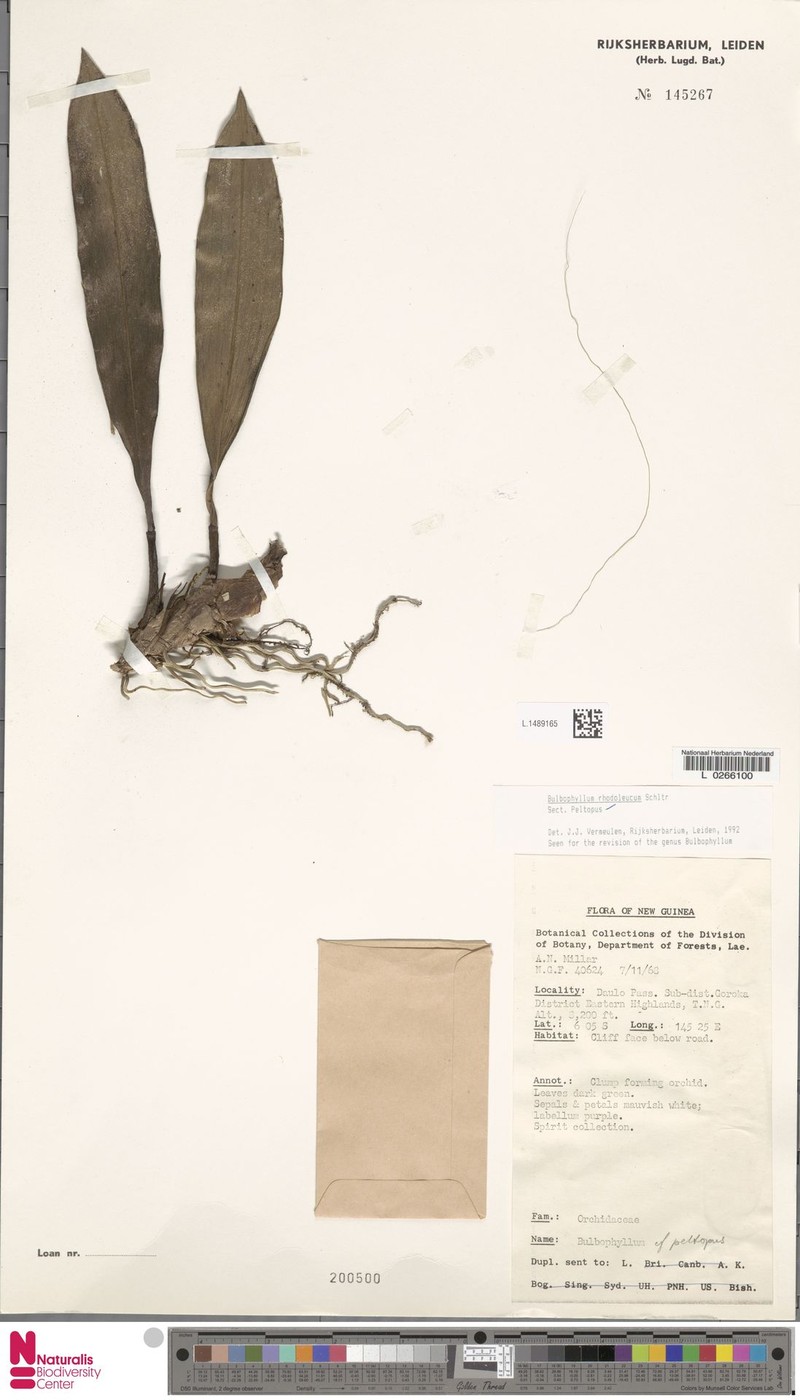 Bulbophyllum rhodoleucum photo 2