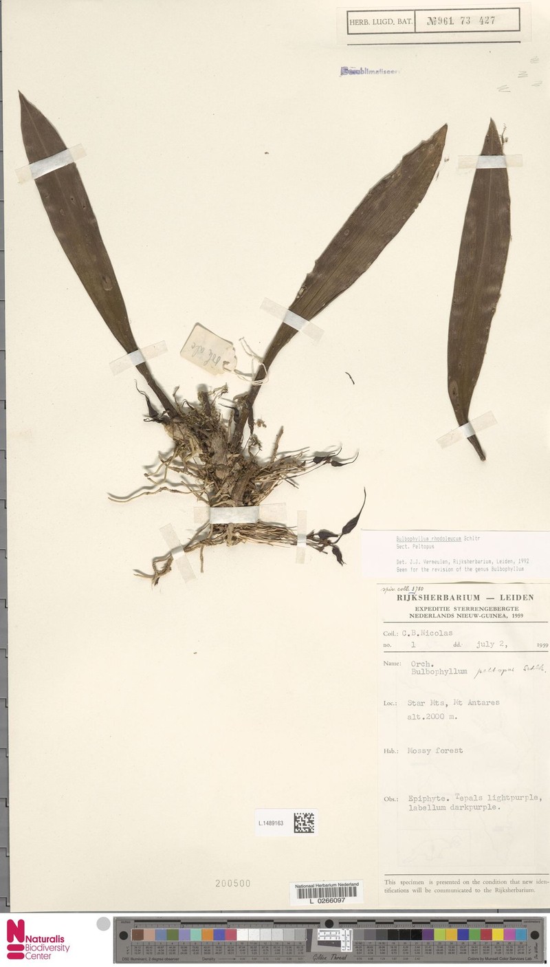 Bulbophyllum rhodoleucum photo 3