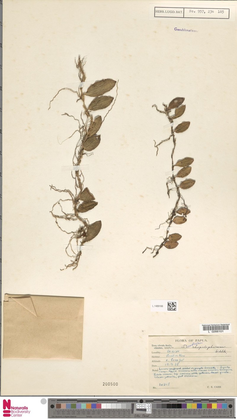 Bulbophyllum rhopalophorum