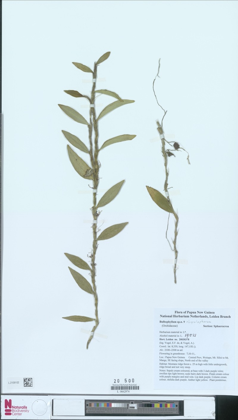 Bulbophyllum rhopalophorum photo 2