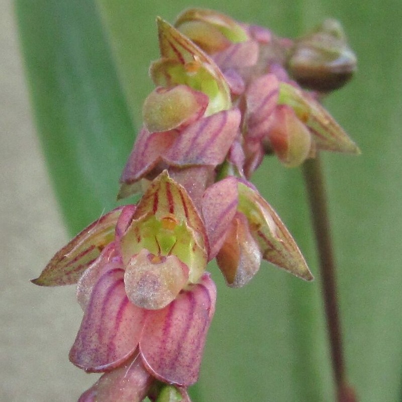 Bulbophyllum rigidum photo 2