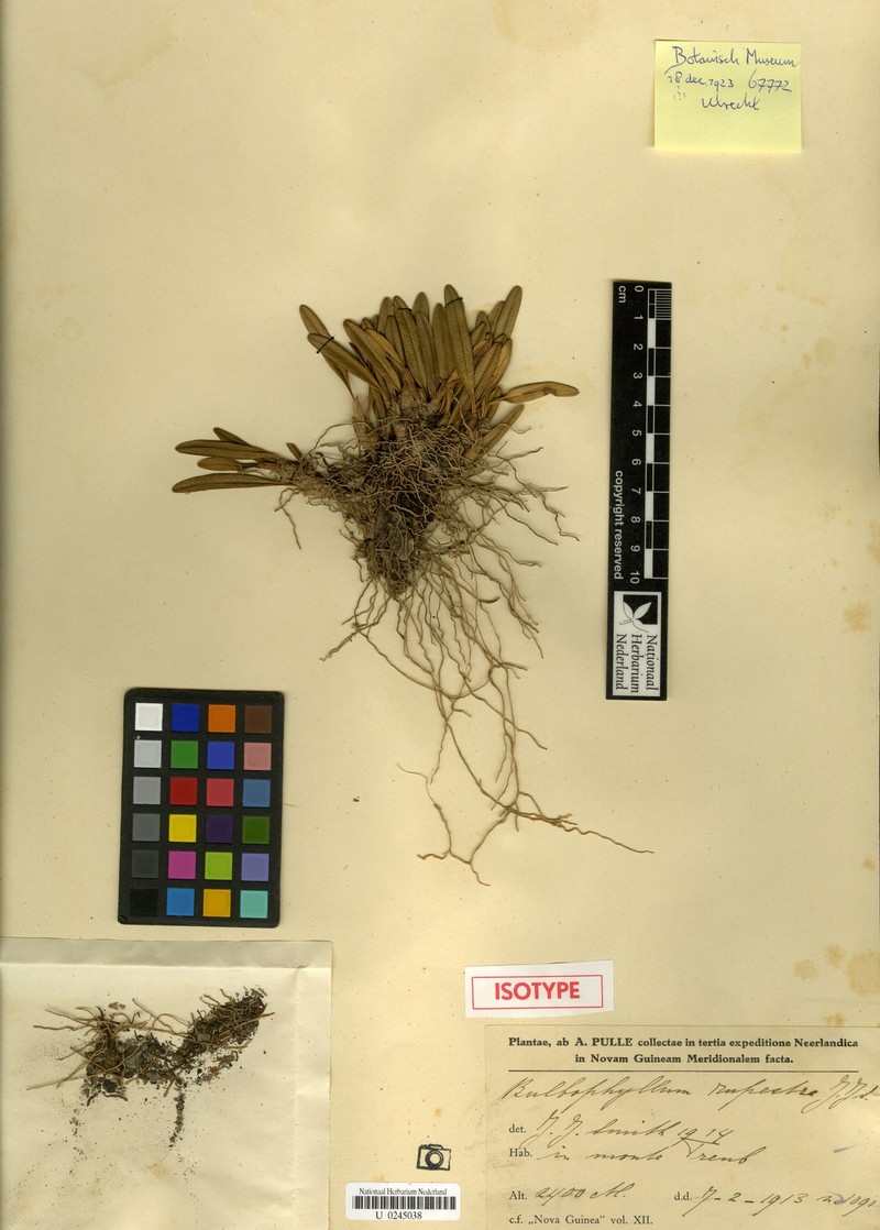 Bulbophyllum rivulare