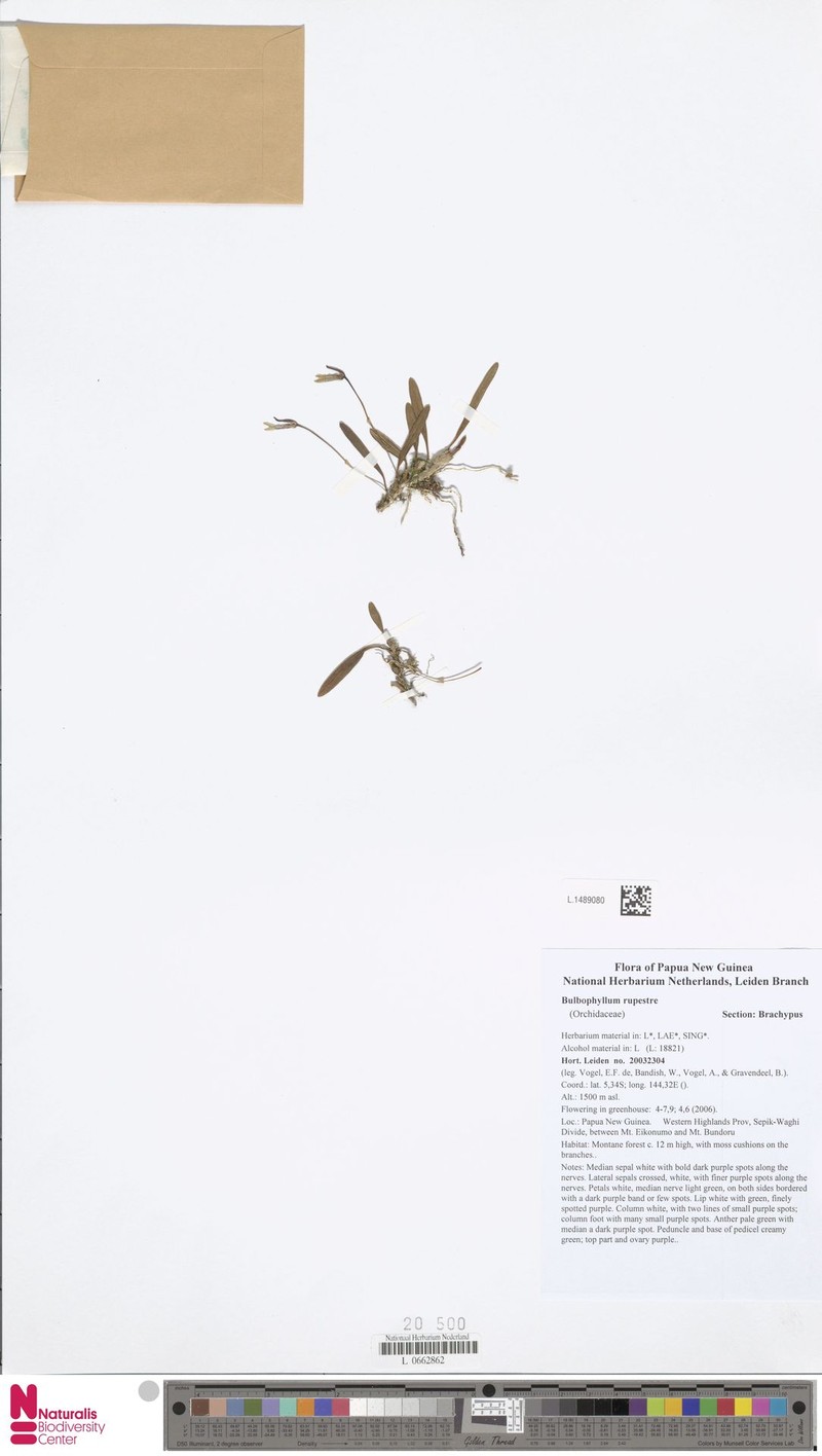 Bulbophyllum rivulare photo 2