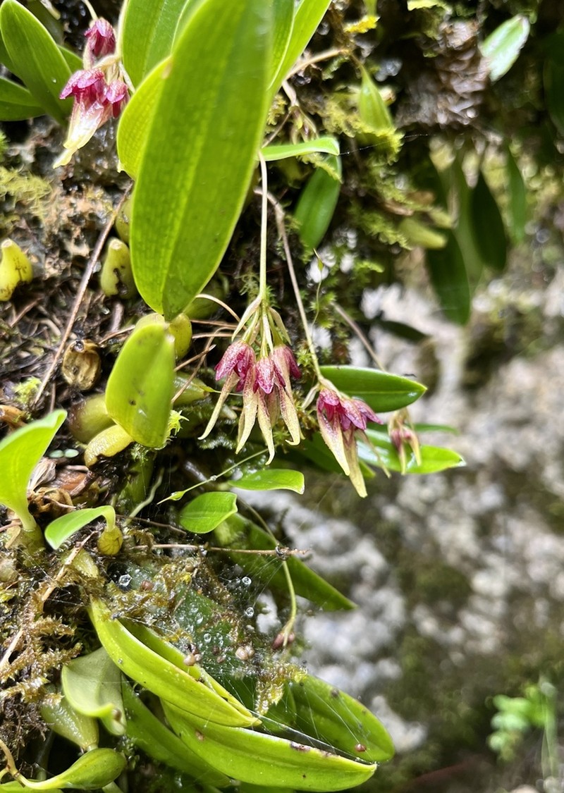 Bulbophyllum rolfei