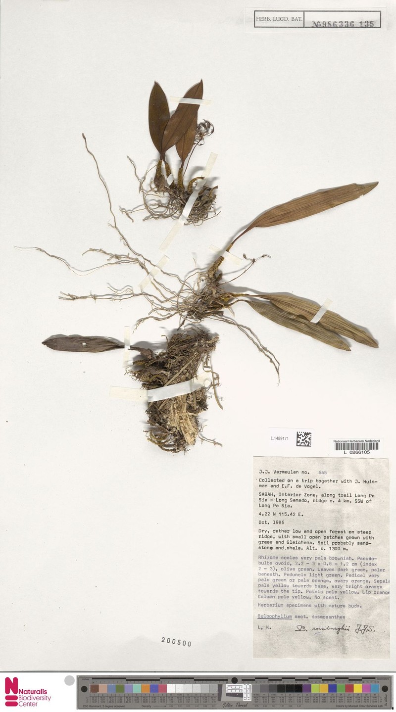 Bulbophyllum romburghii
