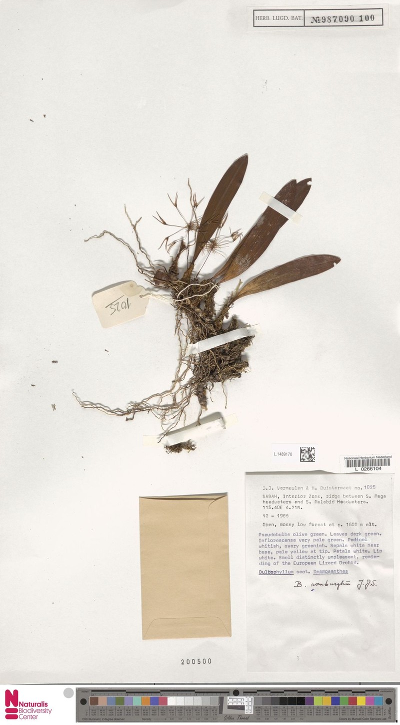 Bulbophyllum romburghii photo 2