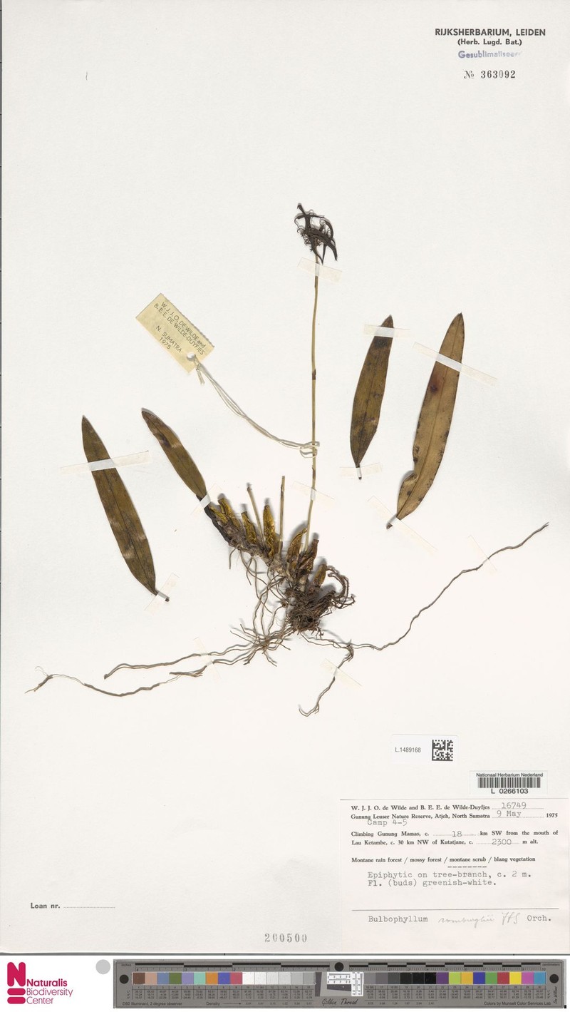 Bulbophyllum romburghii photo 3