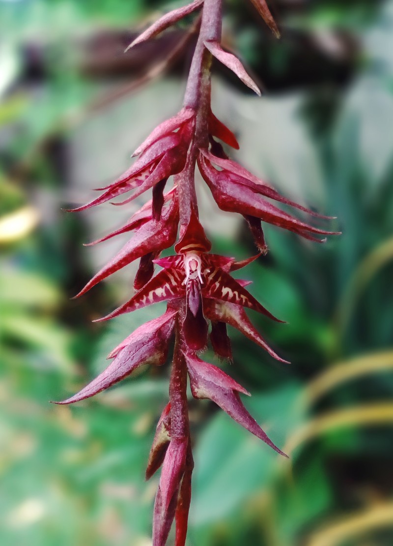 Bulbophyllum roraimense