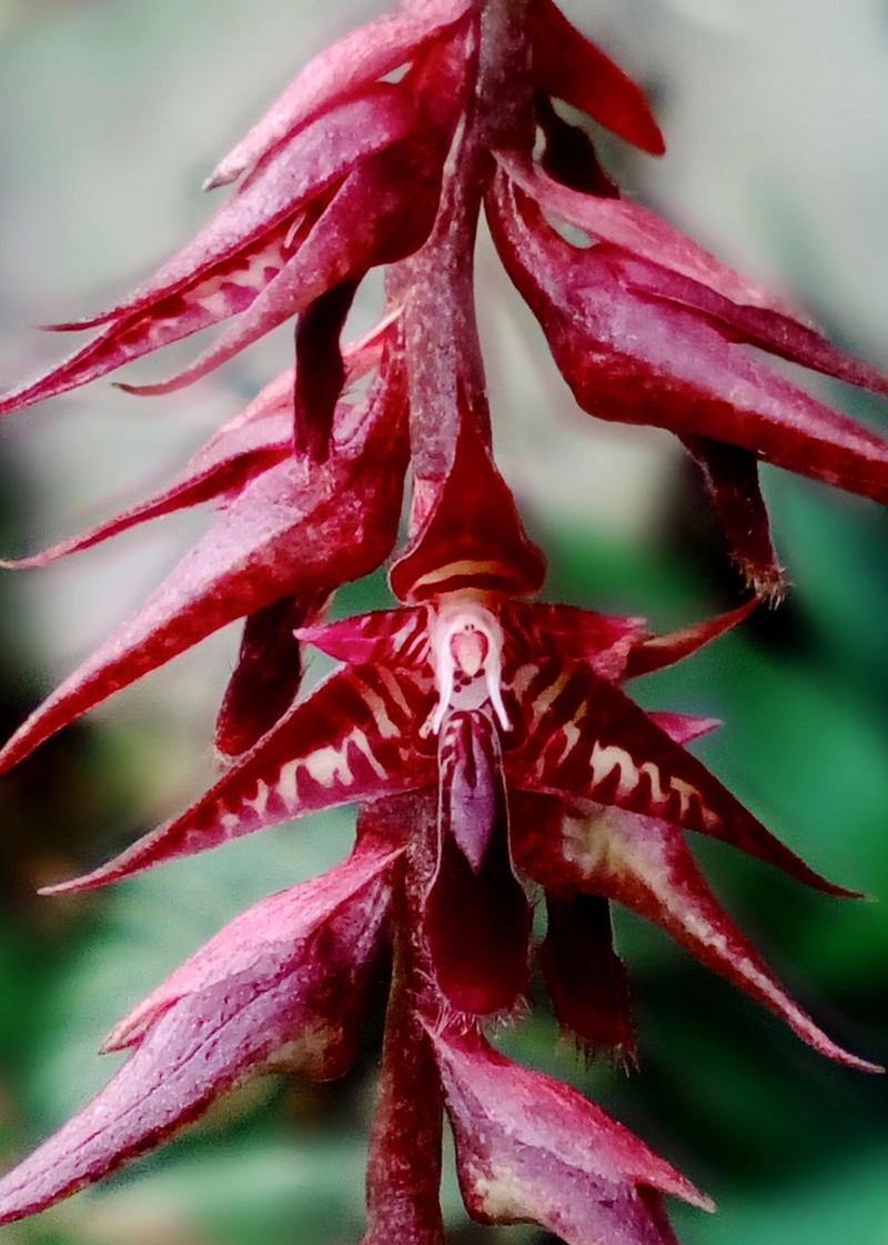 Bulbophyllum roraimense photo 2