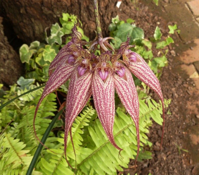 Bulbophyllum rothschildianum